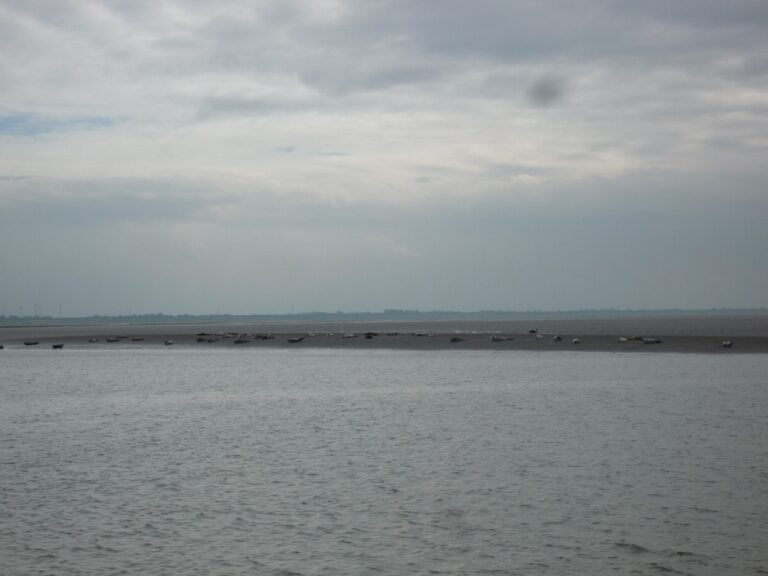 Seehunde Norderney